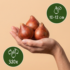 Tulpenmix 'Darwin Hybride' – 320 Blumenzwiebeln (Zwiebelgröße 10/12)