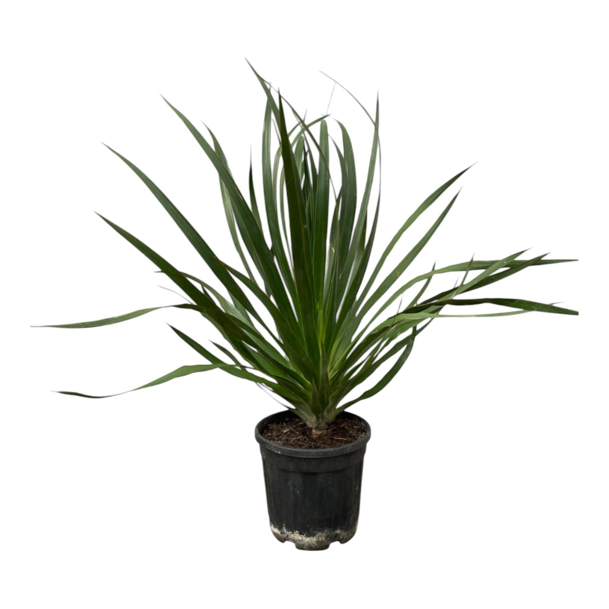 Acaena 'Draco' (Stachelbeere) – Ø 24 cm, 100 cm hoch