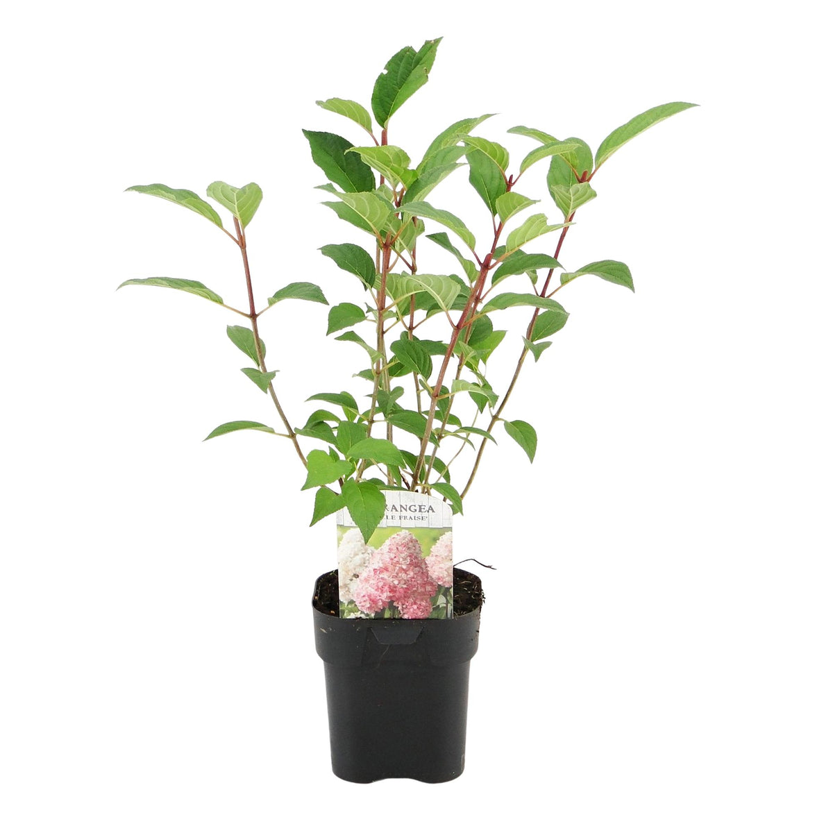 Hydrangea panniculata 'Vanille Fraise' (hortensia) – roze-wit – Ø17 cm, 50 cm hoog