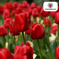 Tulipe 'Seadov' – 20 bulbes (calibre 11/12)