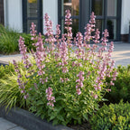 Nepeta sibirica 'Wild Orchid' (Katzenminze) – rosa – 24 Pflanzen, Ø11 cm, 15–25 cm hoch