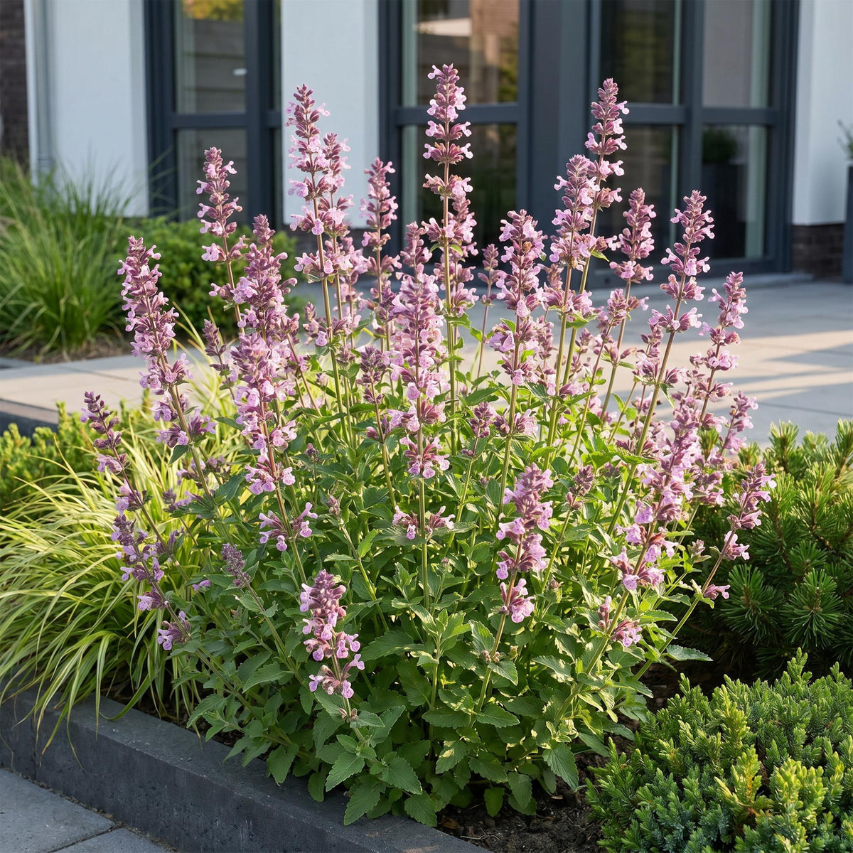 Nepeta sibirica 'Wild Orchid' (Katzenminze) – rosa – 24 Pflanzen, Ø11 cm, 15–25 cm hoch – Bild 6