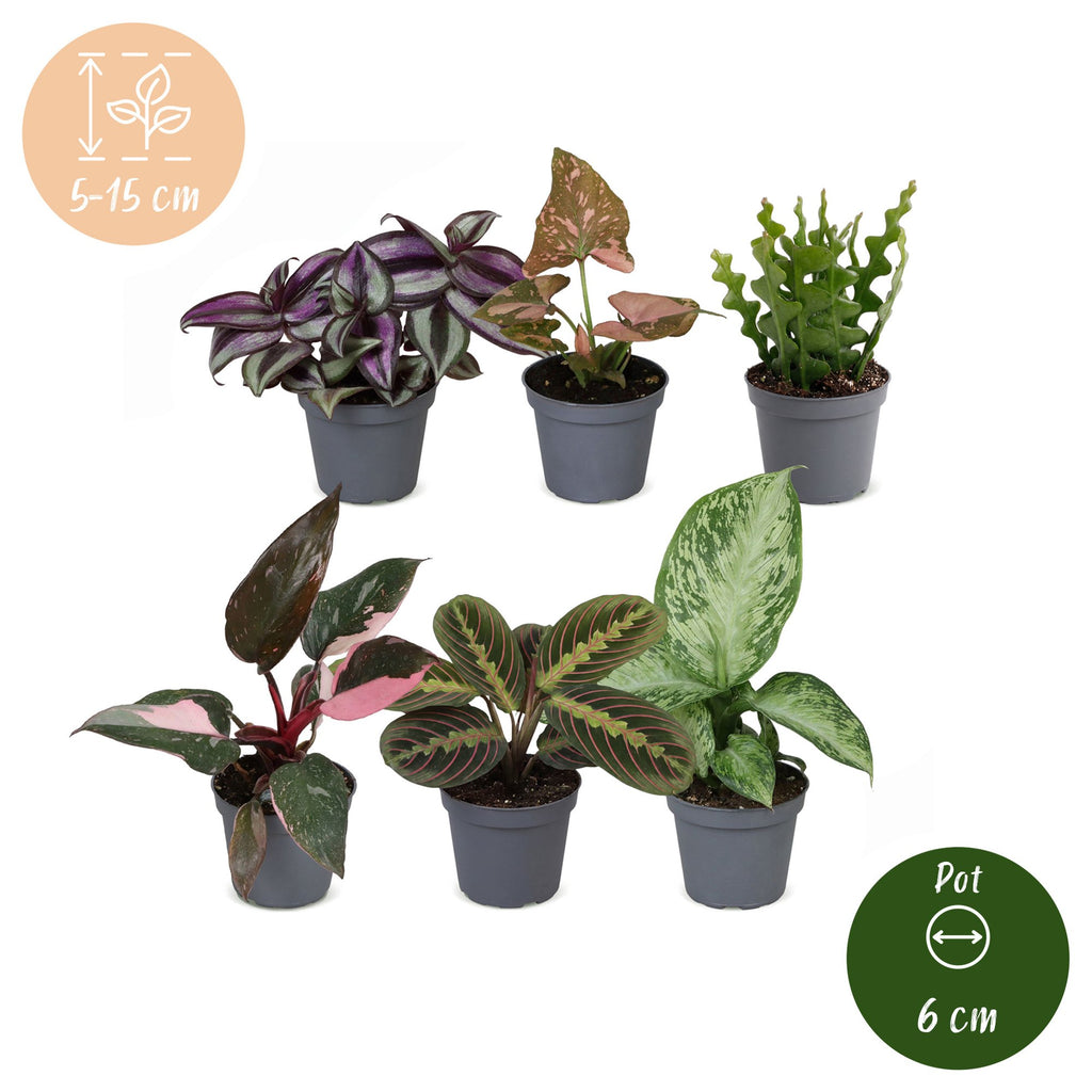 6× Surprise box of houseplants – Ø6 cm, 5–15 cm high – photo 5