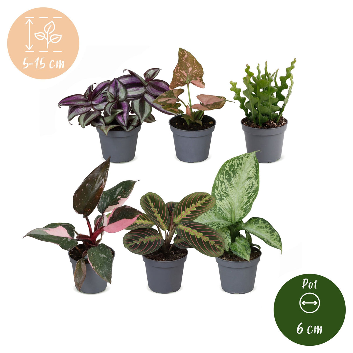 6× Überraschungsbox Zimmerpflanzen – Ø6 cm, 5–15 cm hoch – Bild 5