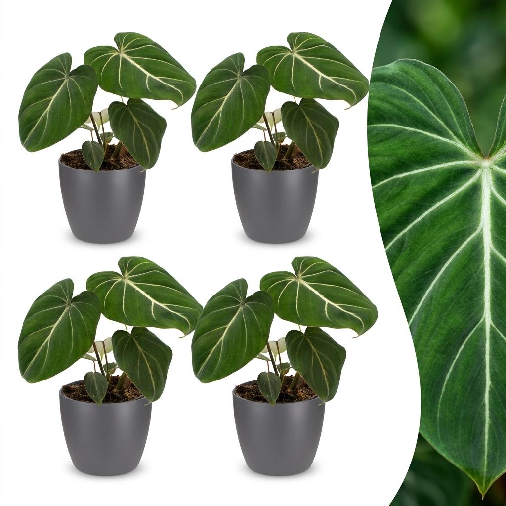 4× Philodendron gloriosum im grauen dekorativen Tontopf – Ø 12 cm, 25 cm hoch