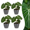 4× Philodendron gloriosum im grauen dekorativen Tontopf – Ø 12 cm, 25 cm hoch