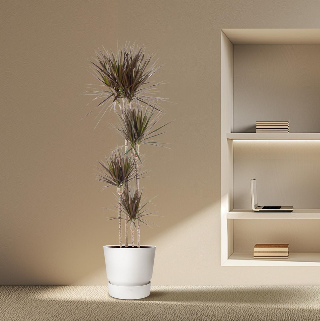 Dracaena Magenta (arbre dragonnier) – Ø27 cm, 180 cm de haut