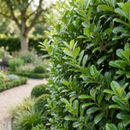 Prunus laurocerasus 'Rotundifolia' (cherry laurel) – 40 plants, Ø9 cm, 25–35 cm high