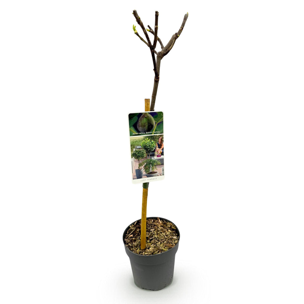 Ficus carica 'Brown Turkey' (fig tree) standard – Ø19 cm, 90 cm high – photo 2