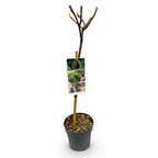 Ficus carica 'Brown Turkey' (fig tree) standard – Ø19 cm, 90 cm high