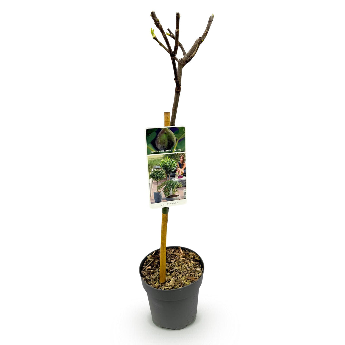 Ficus carica 'Brown Turkey' (figen) på stamme – Ø19 cm, 90 cm høj – billede 2