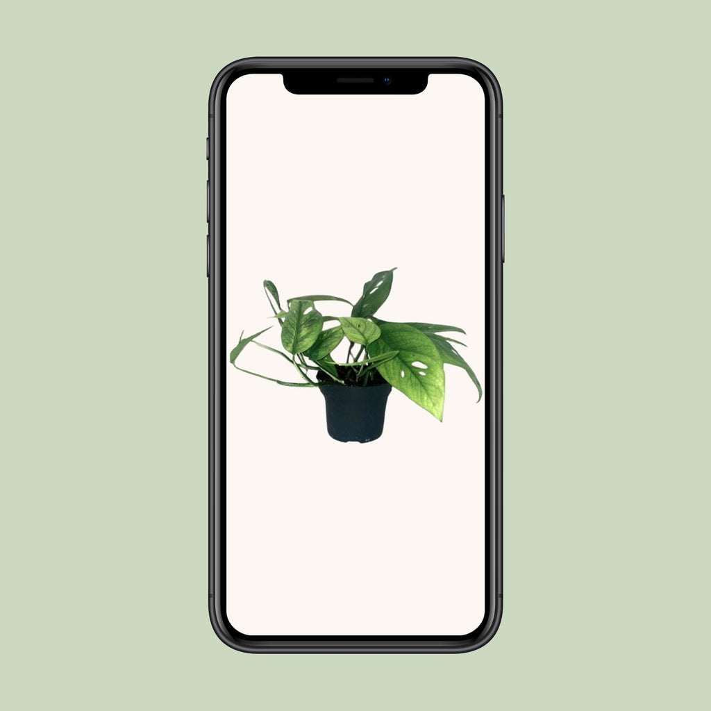 Epipremnum Cebu Blue (scindapsus) – Ø12 cm, 20 cm hoog