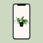 Epipremnum Cebu Blue (scindapsus) – Ø12 cm, 20 cm hoog