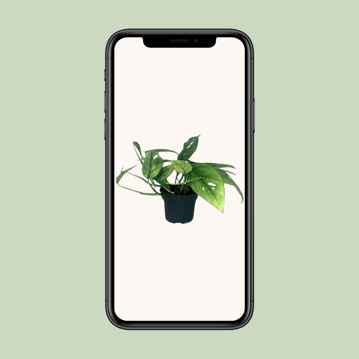 Epipremnum Cebu Blue (scindapsus) – Ø12 cm, 20 cm høj