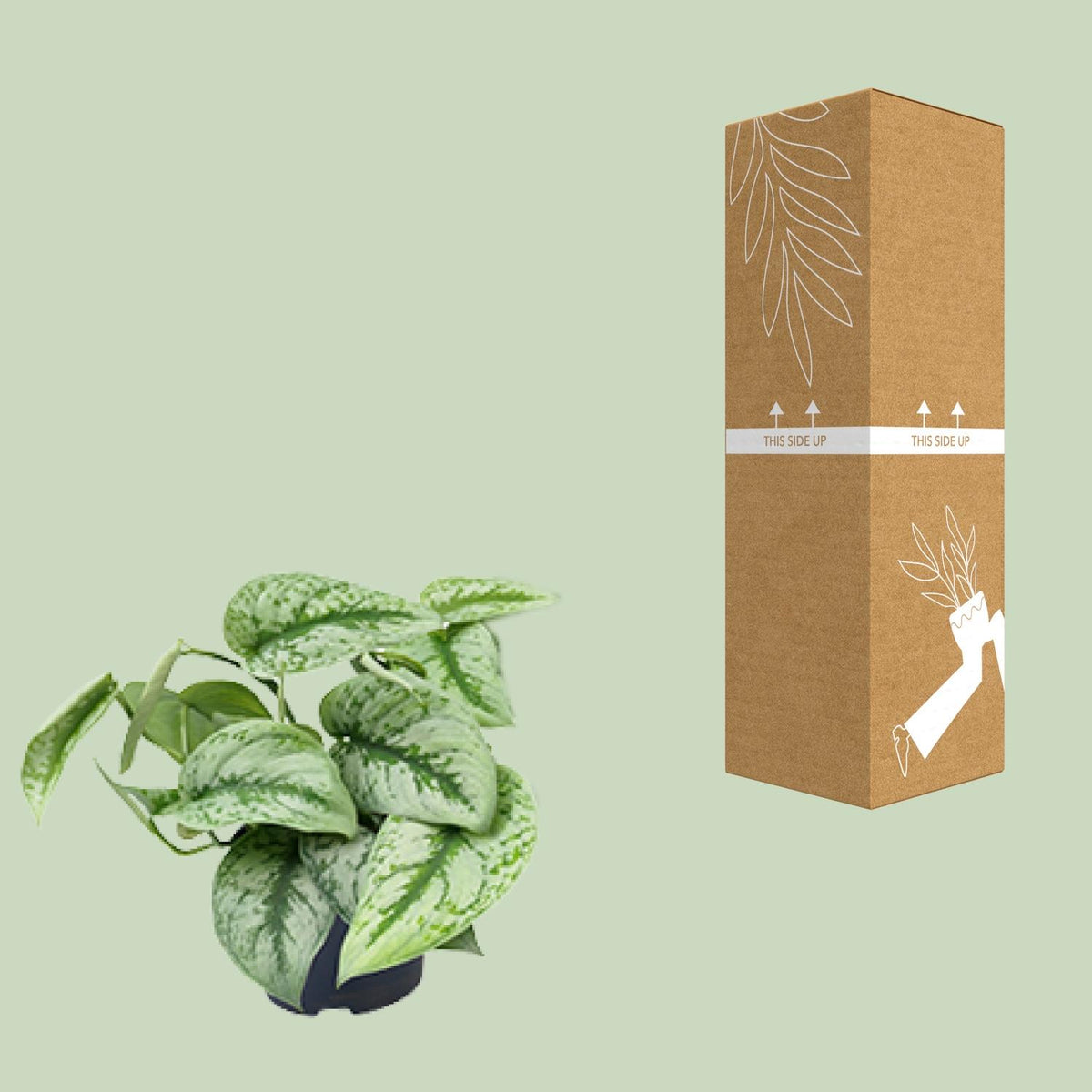 Scindapsus pictus Trebie – Ø12 cm, 15 cm høj – billede 3