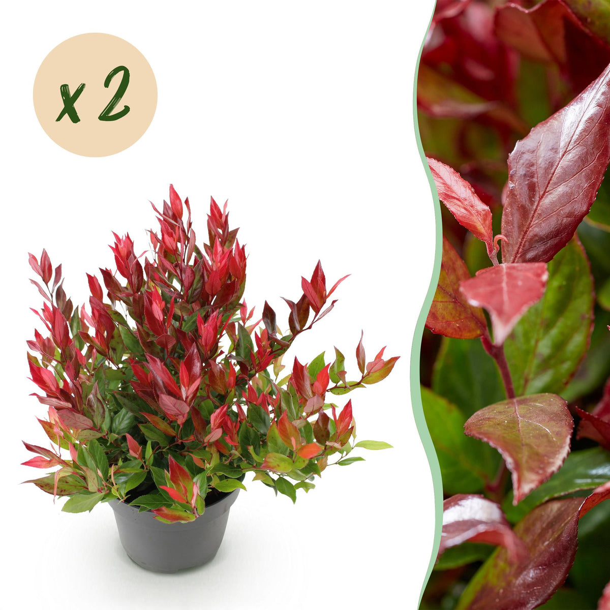 Leucothoe 'Little Flame' – rot – 2 Pflanzen, Ø 17 cm, 40 cm hoch