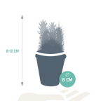 Kaktusmix (Cactaceae) i terrakottakrukke – Ø6 cm, 13 cm høj
