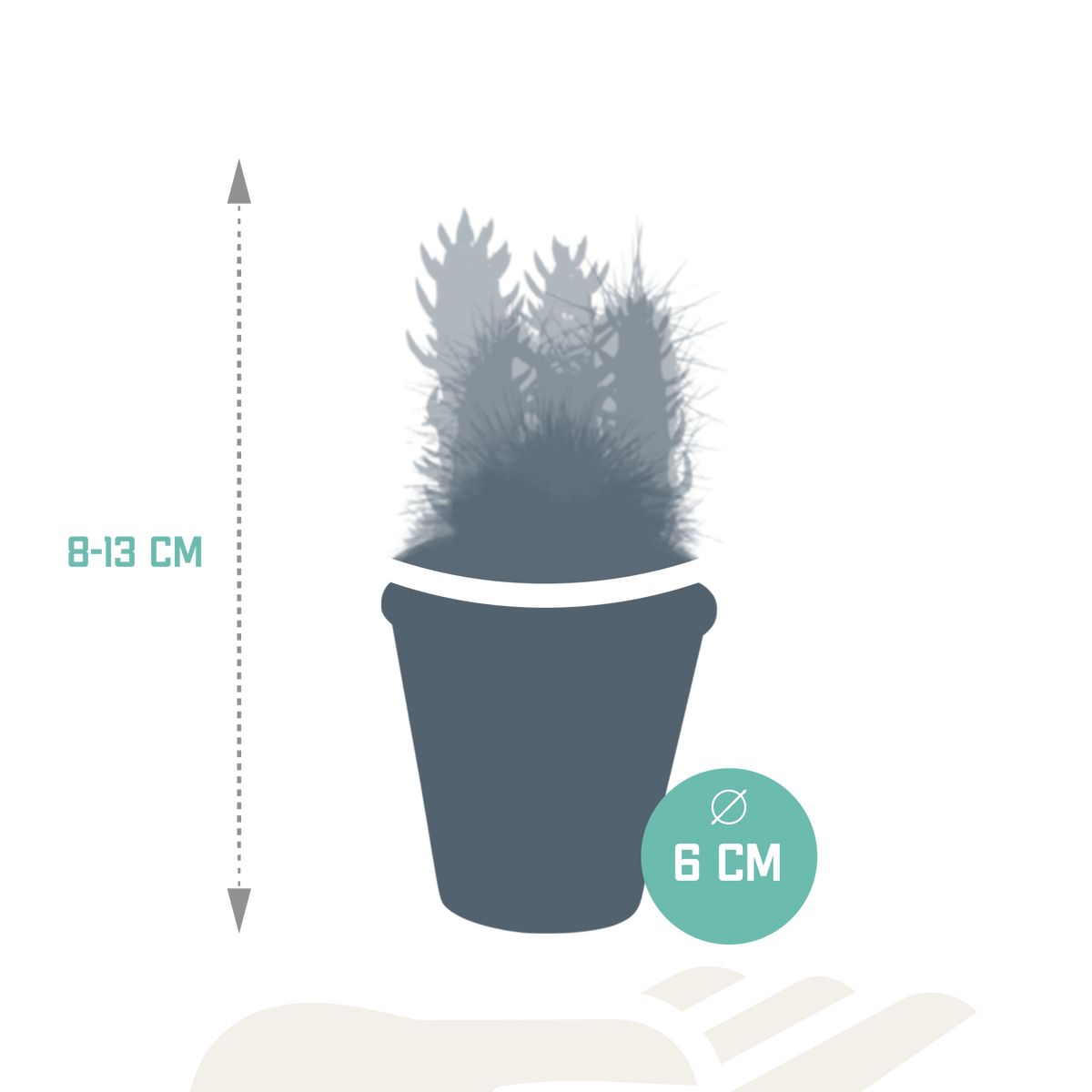 Kaktusmix (Cactaceae) i terrakottakrukke – Ø6 cm, 13 cm høj
