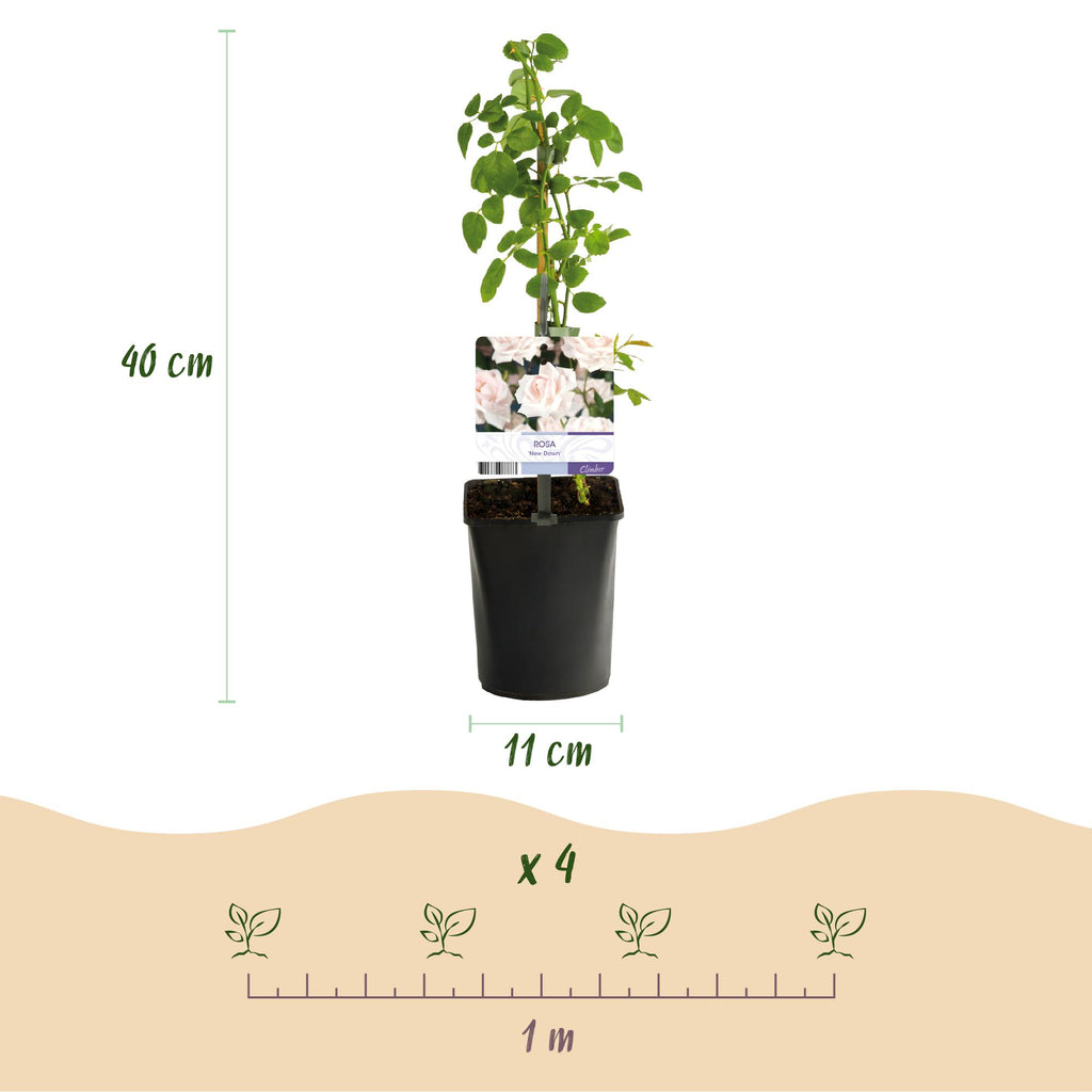 Rosa 'Tricolour' (pink, white and red flowers) – 3 plants, Ø11 cm, 40 cm high – photo 3