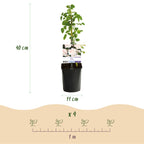 Rosa 'Tricolour' (pink, white and red flowers) – 3 plants, Ø11 cm, 40 cm high