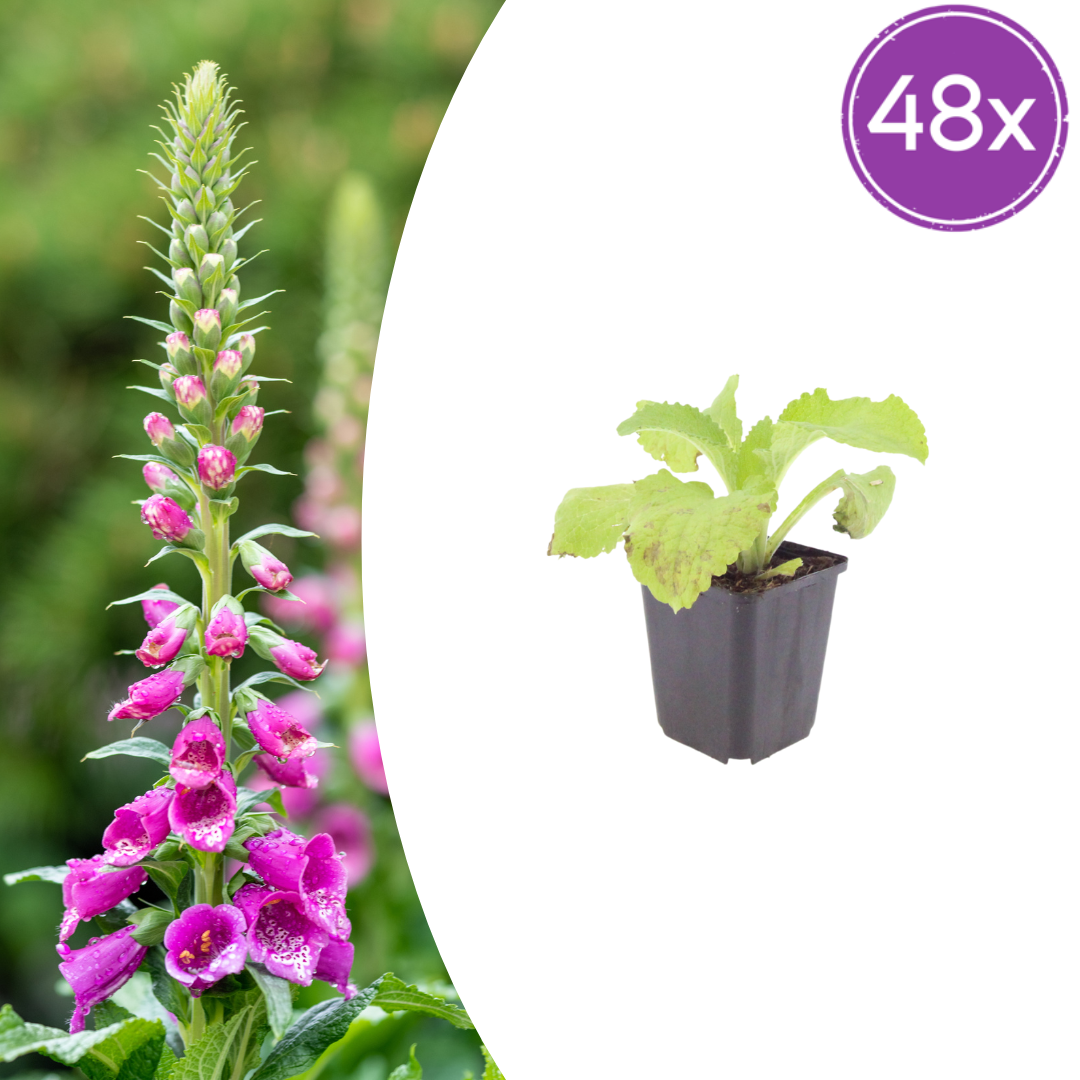 Digitalis purpurea (foxglove) – 48 plants, Ø9 cm, 10–25 cm high