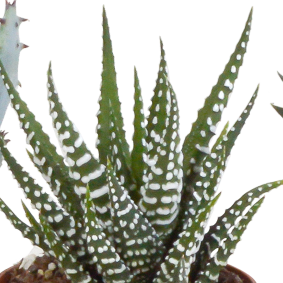 Gasteria/Haworthia mix – Ø6 cm, 13 cm hoog
