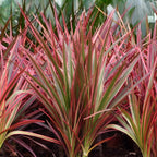 2× Dracaena Magenta (drakenboom) – Ø17 cm, 70–80 cm hoog