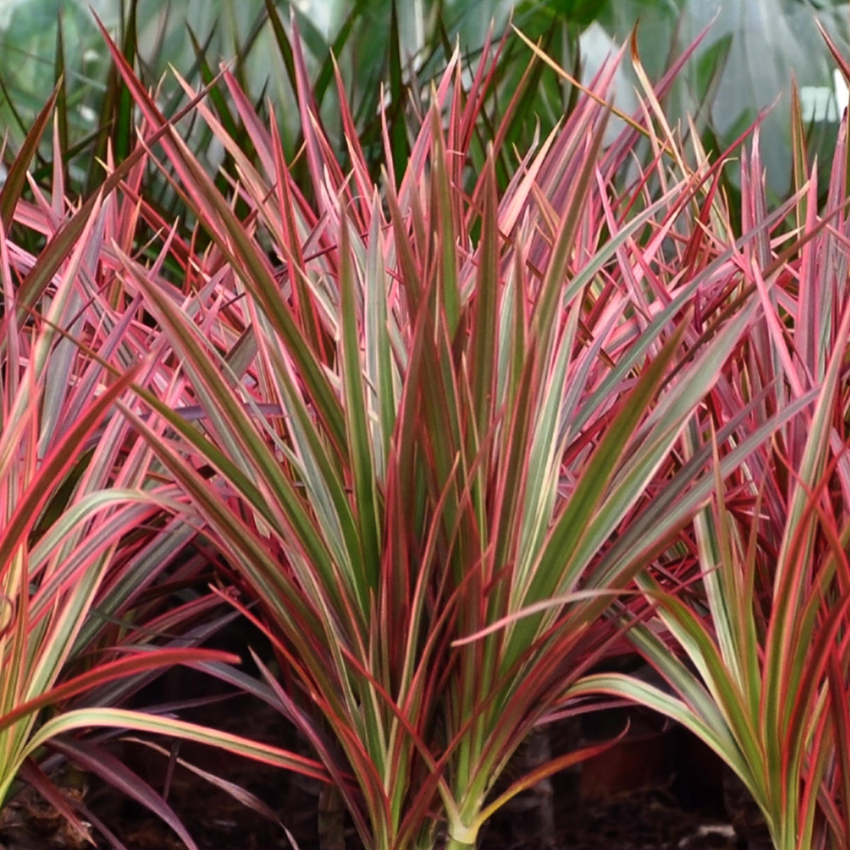 2× Dracaena Magenta (drakenboom) – Ø17 cm, 70–80 cm hoog