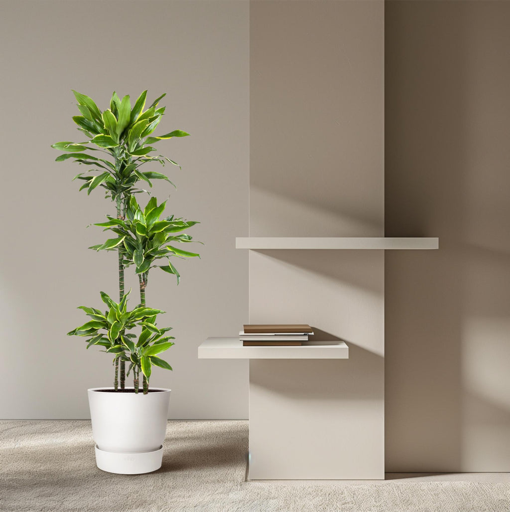 Dracaena Golden Coast (arbre dragonnier) – Ø27 cm, 140 cm de haut