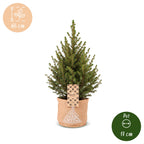 4× Picea glauca Conica (kerstboompje) in jute zak – Ø17 cm, 65 cm hoog