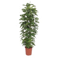 Monstera Monkey Leaf gaasrek (gatenplant) – Ø27 cm, 180 cm hoog