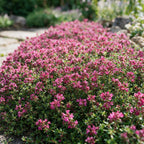 Thymus praecox 'Red Carpet' (thym rampant) – rose-rouge – 6 plants, Ø11 cm, 15–25 cm de haut