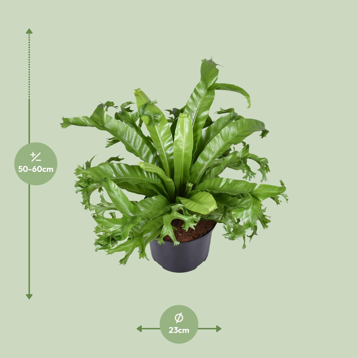 Asplenium nidus Crissie (Vogelnestfarn) – Ø 23 cm, 55 cm hoch