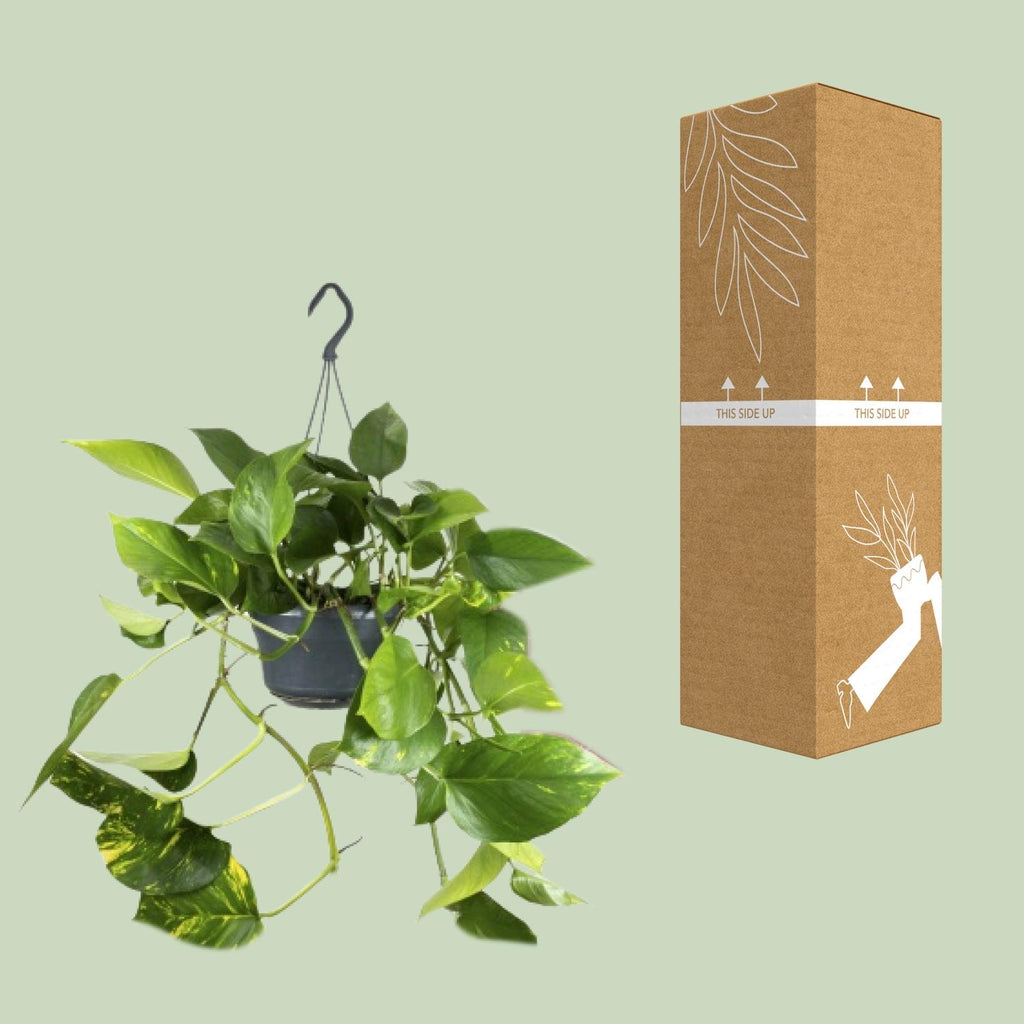 Epipremnum aureum (Scindapsus) – Ø 15 cm, 25 cm hoch