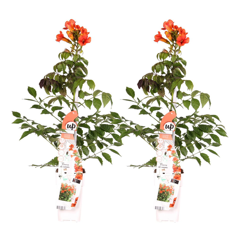 Campsis 'Summer Jazz Fire Trumpet' (trumpet creeper) – 2 plants, Ø15 cm, 65 cm high