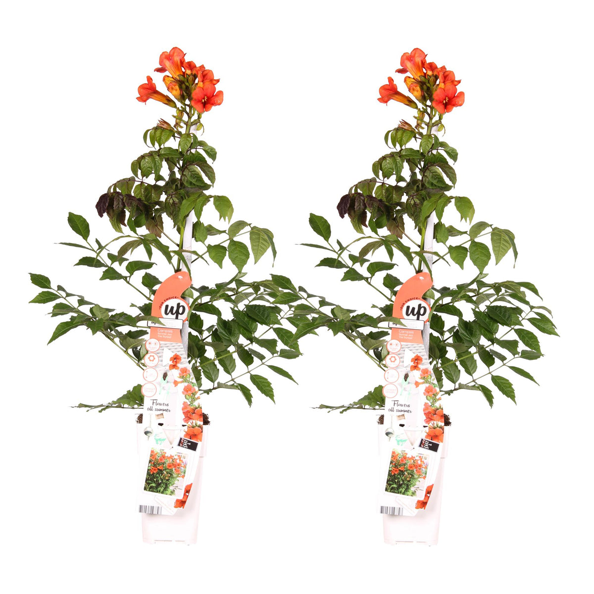 Campsis 'Summer Jazz Fire Trumpet' (trumpet creeper) – 2 plants, Ø15 cm, 65 cm high