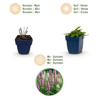 Stachys 'Duo' (betonie) – roze-paars-wit – 12 planten, Ø11 cm, 15–25 cm hoog
