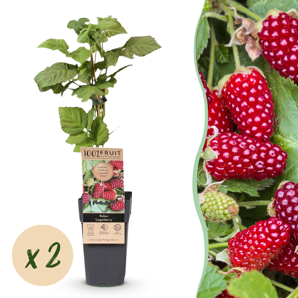 Rubus 'Thornless Loganberry' (framboise) – 2 plants, Ø15 cm, 50 cm de haut