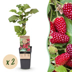 Rubus 'Thornless Loganberry' (framboise) – 2 plants, Ø15 cm, 50 cm de haut