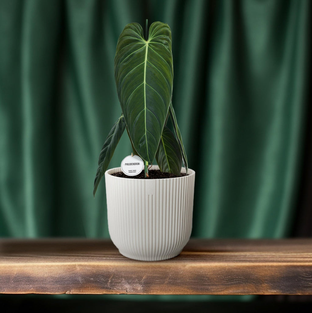 Philodendron Melanochrysum – Ø21 cm, 75 cm hoog