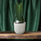 Philodendron Melanochrysum – Ø21 cm, 75 cm hoog