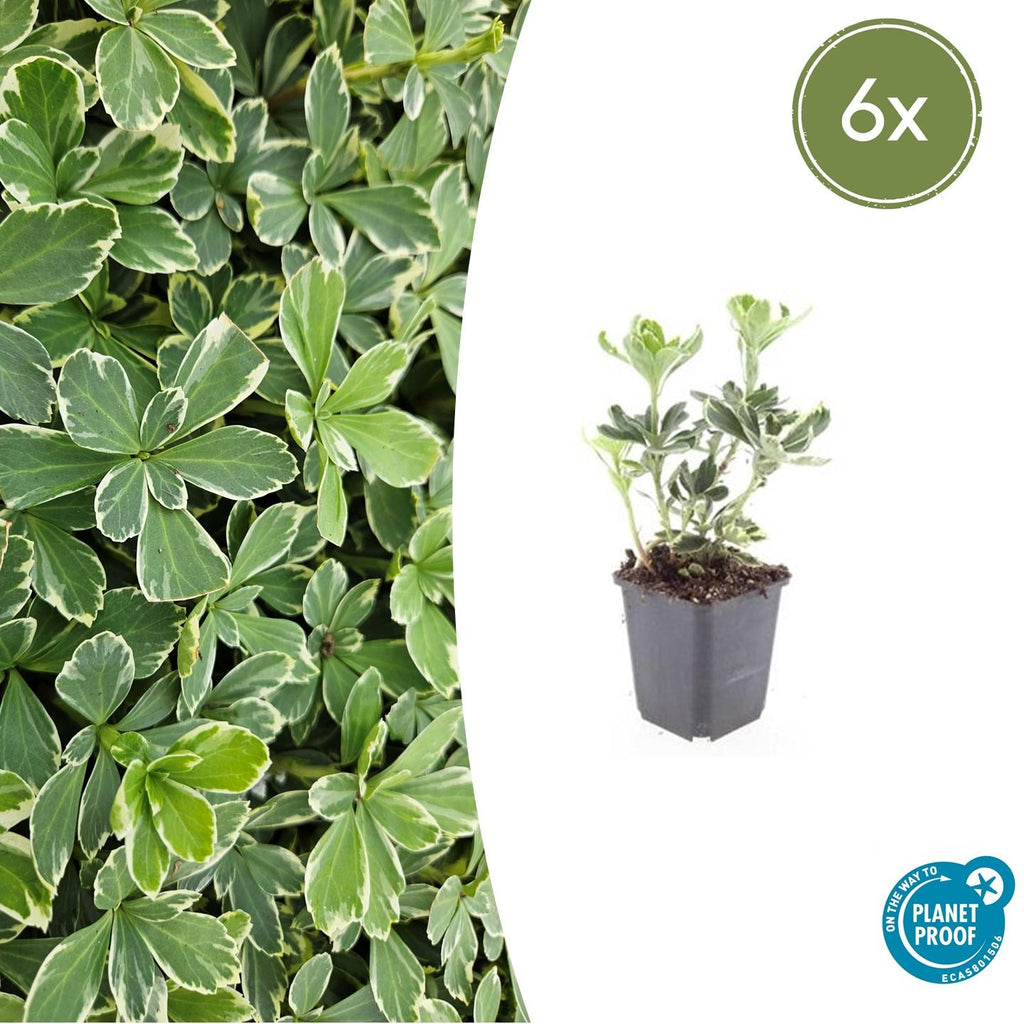 Pachysandra term. 'Variegata' (variegated pachysandra) – 6 plants, Ø9 cm, 10–25 cm high – photo 2