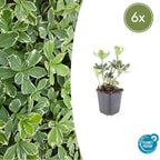 Pachysandra term. 'Variegata' (variegated pachysandra) – 6 plants, Ø9 cm, 10–25 cm high