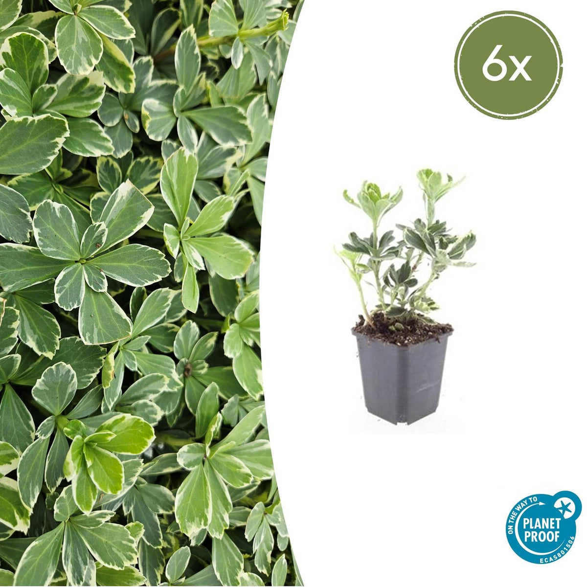 Pachysandra term. 'Variegata' (variegated pachysandra) – 6 plants, Ø9 cm, 10–25 cm high – photo 2
