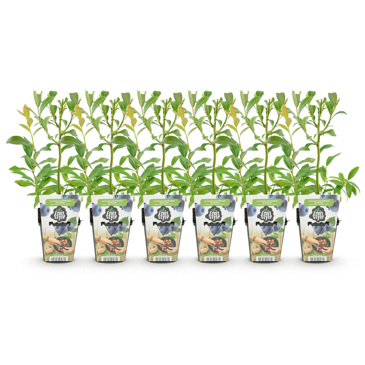 Vaccinium corymbossum 'Bluegold' (blauwe bes) – 6 planten, Ø9 cm, 35 cm hoog – foto 2