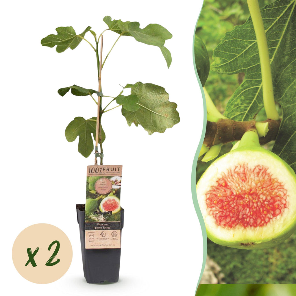 Ficus carica 'Brown Turkey' (fig tree) – 2 plants, Ø15 cm, 50 cm high