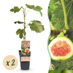 Ficus carica 'Brown Turkey' (fig tree) – 2 plants, Ø15 cm, 50 cm high