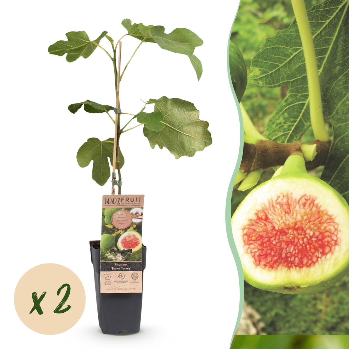 Ficus carica 'Brown Turkey' (figen) – 2 planter, Ø15 cm, 50 cm høje