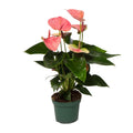 Anthurium Sweet Dream (plante à fleurs enflammées) – Ø 12 cm, 35 cm de haut