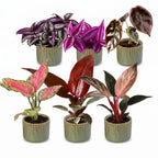6× Babyplantjes Paradise Mix incl. Linnea Olive – Ø6 cm, 10–15 cm hoog